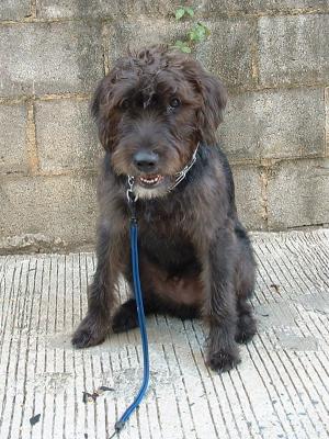Oliver Pic